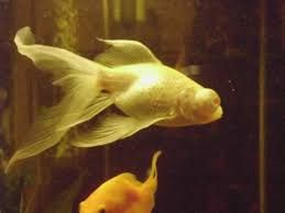 Kinguio Albino 6-8cm