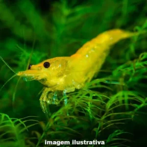 Camarão Neocaridina Yellow