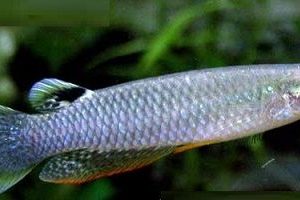 Killifish Panchax Blue (Aplocheilus lineatus) Casal