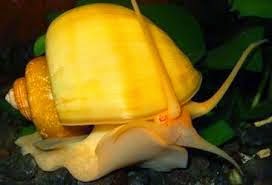 Curbicula Ampularia Amarela