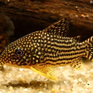 Coridora Sterbai (Corydoras sterbai)