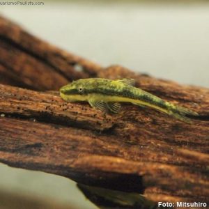 Cascudo Limpa-vidros (Hisonotus francirochai)