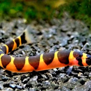 Cobrinha kuhli Sumatra 6cm