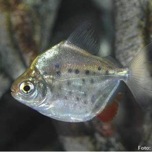 Pacu CD 8cm