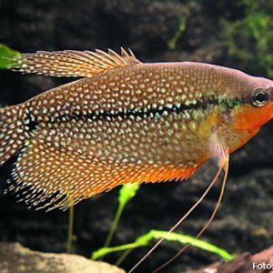 Tricogaster Lerii (Trichogaster leerii)