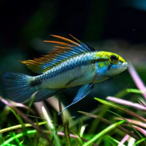 Apistogramma Trifasciata (Apistogramma Blue)