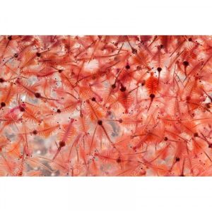 Artemia Viva Pote 1L