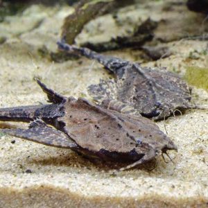 Cascudo Banjo (Bunocephalus coracoideus)