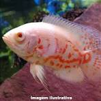 Oscar Red Tigre Albino 6-8CM
