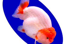 Kinguio Ranchu Branco 8-10cm