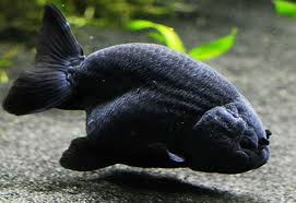 Kinguio Ranchu Black 14cm