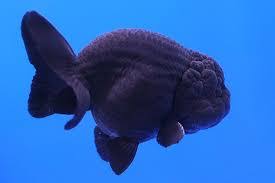 Kinguio Ranchu Black 6-8cm