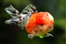 Kinguio Oranda Calico 14cm