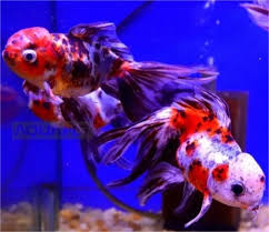 Kinguio Oranda Calico 8-10cm