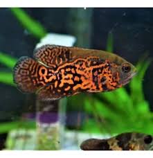 Oscar Red Tigre Mosaico Padrão AAA 6cm