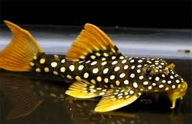 Cascudo Picota de ouro L014