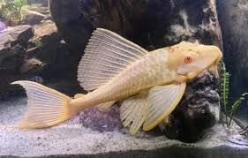 Cascudo Gibbiceps Albino 6cm