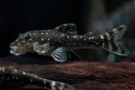 Cascudo Paratocinclus Haroldoi 3cm (Nano Pingo de Ouro)