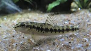 Mocinha 6-8cm (Characidium fasciatum)