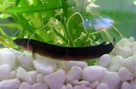 Cobrinha Kuhli Black 6cm