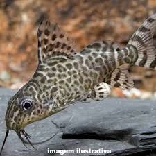 Synodontis Eupterus 10-12cm (Peixe Gato Invertido)