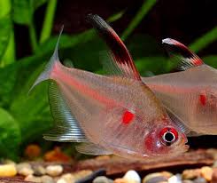 Tetra Rosaceo / compre de 5 peixes leve 6