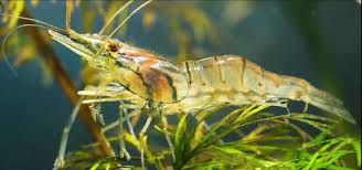 Camarão Fantasma / 10 unidades