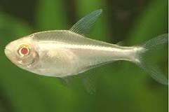 Tetra Neon Negro Albino (Hyphessobrycon herbertaxelrodi)