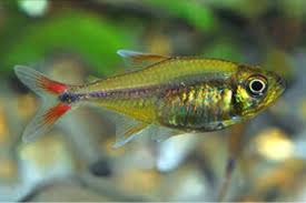 Tetra Mcdonald Red/Yellow (Tetra Gold) | 1 a 3cm | Hemigrammus rodwayi