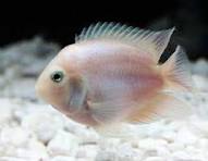 Papagaio Polar Snow White 3 a 6 cm / Amphilophus citrinellus