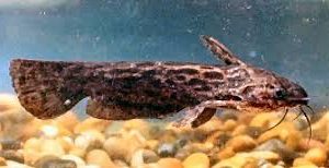 Cangati Amazônico / Trachelyopterus Galeatus (PEIXE RARO)