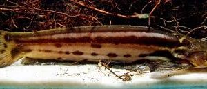 Bagre-listrado / Trachelyopterichthys taeniatus (PEIXE RARO)