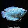 Colisa Azul (Trichogaster lalius)