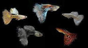Guppys de Linhagem Fora do Padrão / 2 unidades
