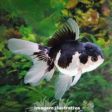 Kinguio Oranda Panda / Linhagem Selecionada - Matriz