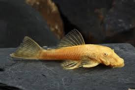 Cascudo Medusa Albino ( Ancistrus Albino ) 8-10cm