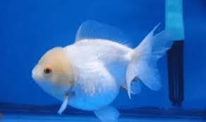 Kinguio Oranda Short tail