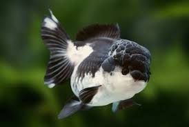 Kinguio Oranda Panda 8-10cm