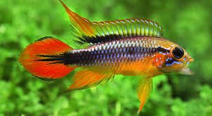 Apistogramma Agassizi Tefe