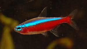 Tetra Neon Cardinal | 1 a 3 cm |