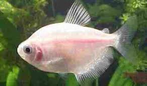 Tetra Rosa (engraçadinho)