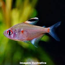Tetra Rosaceo
