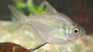Tetra Asa Delta