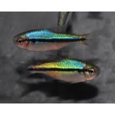 Tetra Rainbow