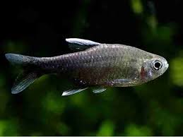 Tetra Negro D´agua