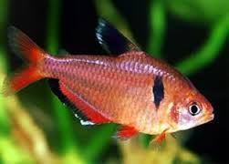Tetra Mato Grosso