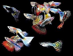 Guppys Variados