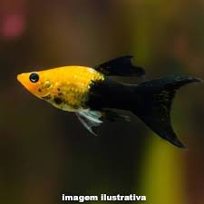 Molineisa Gold Black
