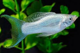 Molinesia Prata