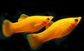 Molinesia Tangerina